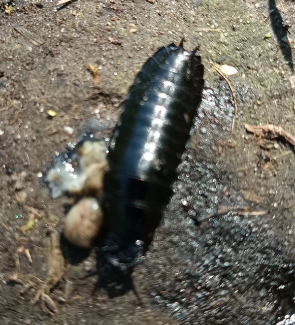 Carabus