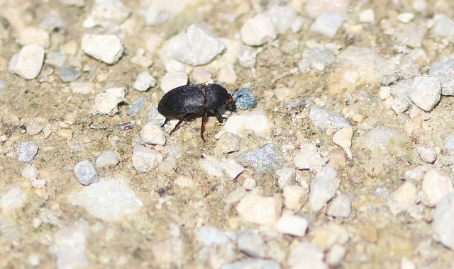 Dermestes laniarius - gyászos porva Dermestes laniarius - gyászos porva
