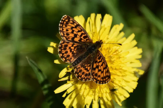 Boloria dia - kis gyöngyházlepke