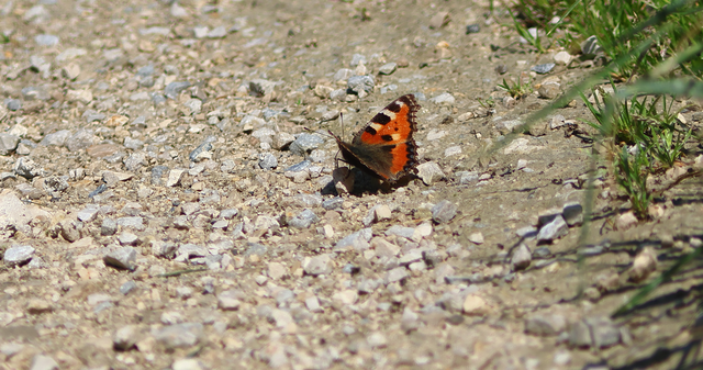 Nymphalis urticae - kis rókalepke Nymphalis urticae - kis rókalepke