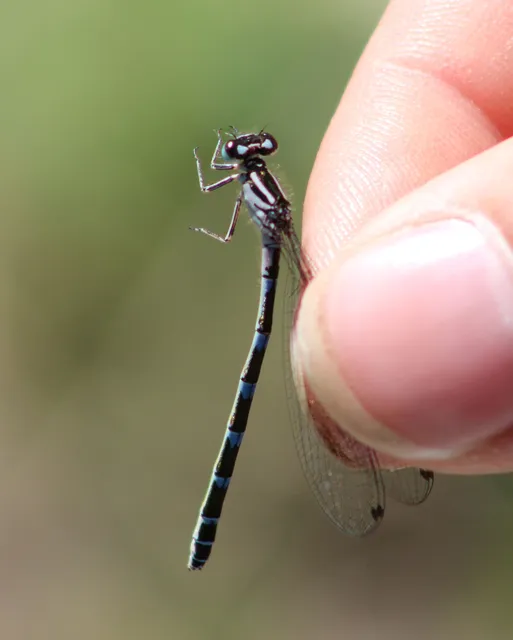 Coenagrion ornatum - díszes légivadász