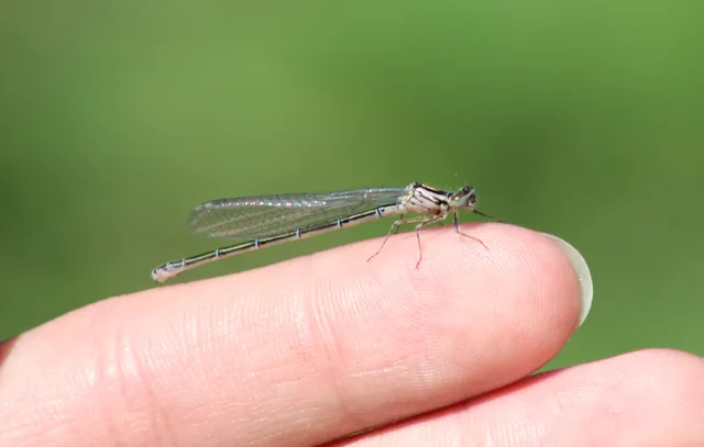 Coenagrion puella - azúrkék légivadász