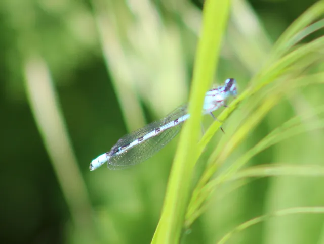 Enallagma cyathigerum - kéksávos légivadász