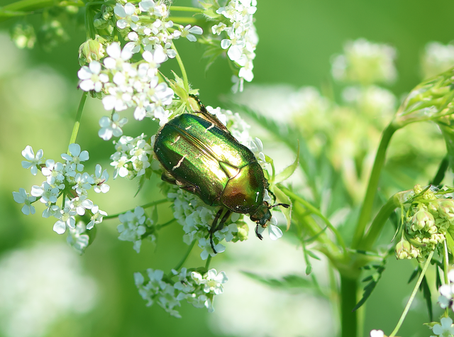 Cetonia aurata - aranyos virágbogár Cetonia aurata - aranyos virágbogár