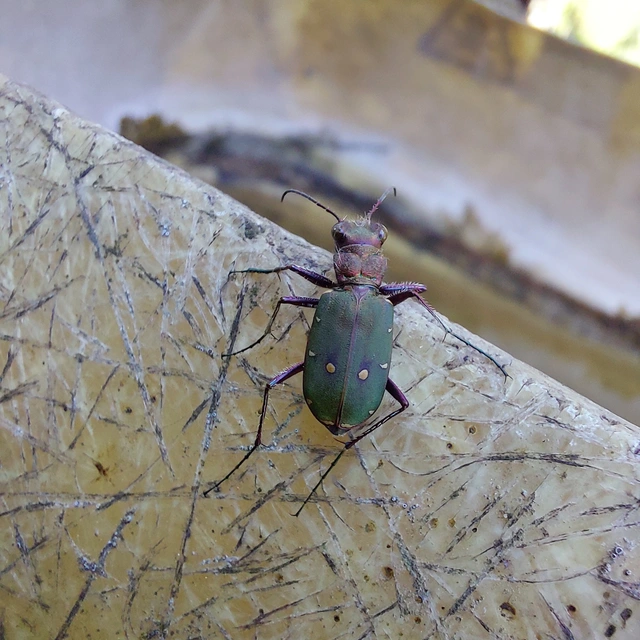 Cicindela campestris - mezei homokfutrinka