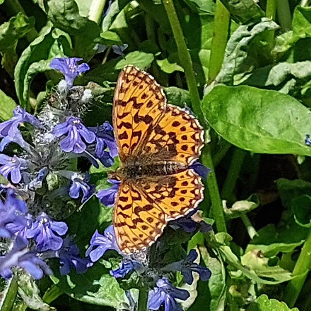 Boloria dia - kis gyöngyházlepke