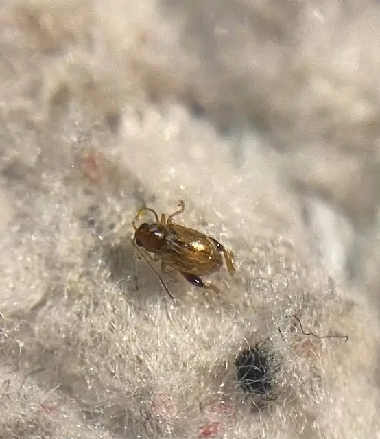Longitarsus lycopi