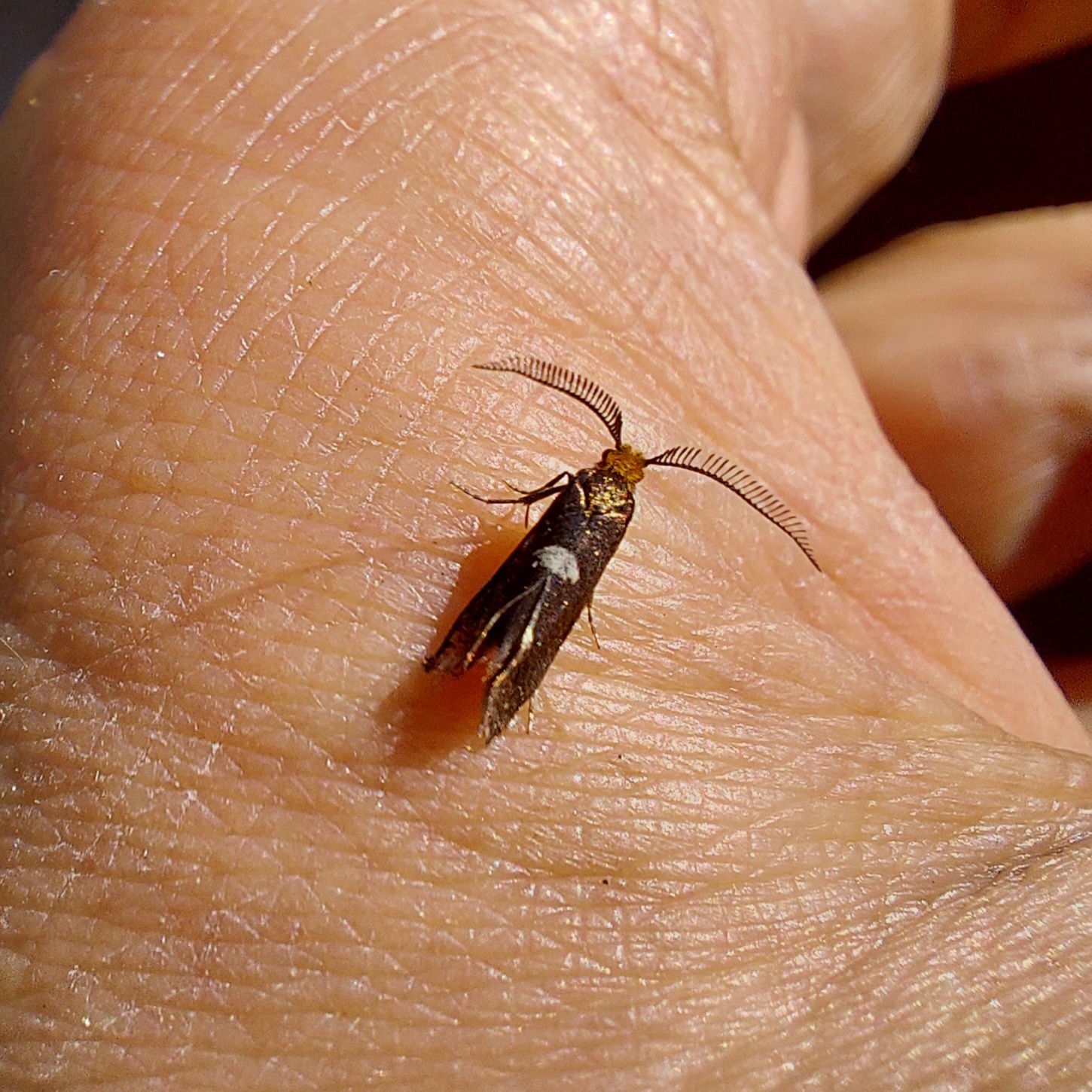 Incurvaria masculella - tölgyaknázó virágmoly