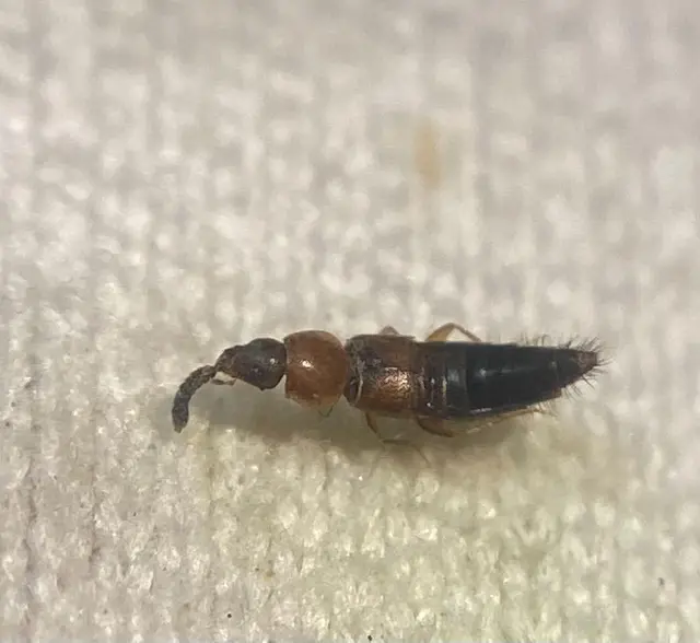 Oxypoda abdominalis - vöröses pudvaholyva