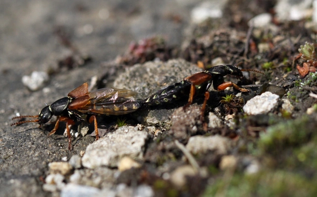 Staphylinus caesareus - aranysujtásos holyva