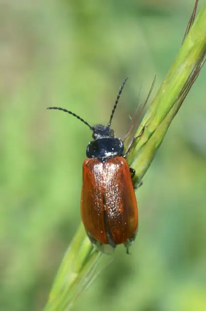 Omophlus proteus - közönséges pejbogár Omophlus proteus - közönséges pejbogár