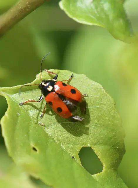 Cryptocephalus cordiger - szíves zömökbogár