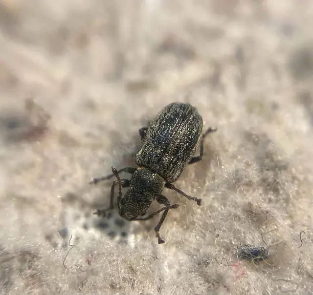 Phyllobius pyri - gyümölcsfa-levélormányos