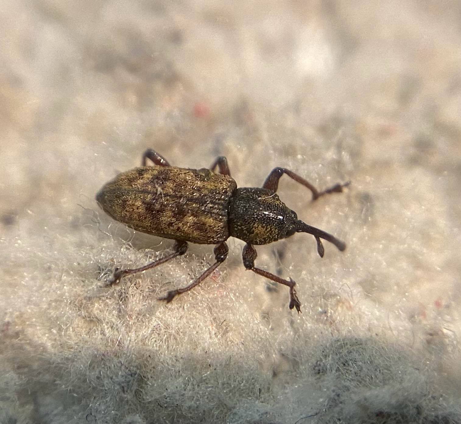 Thryogenes scirrhosus - karcsú békabuzogány-ormányos