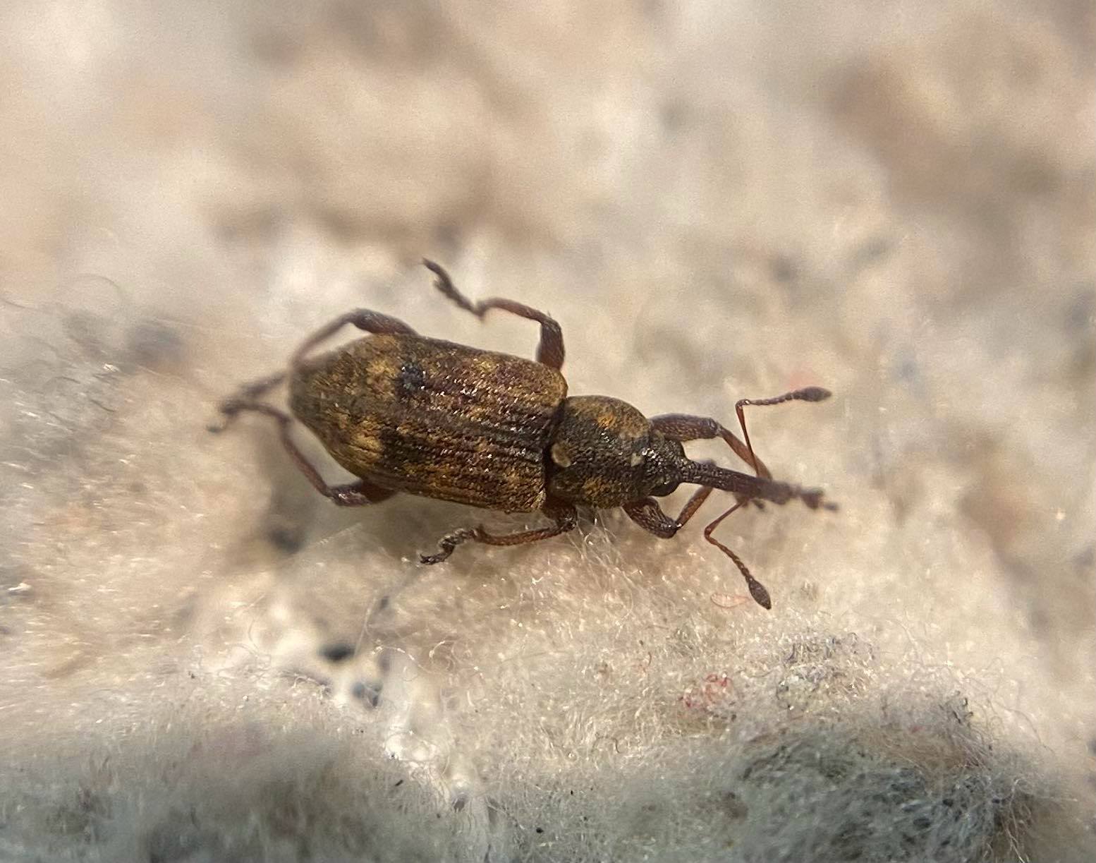 Thryogenes scirrhosus - karcsú békabuzogány-ormányos