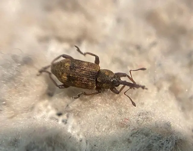 Thryogenes scirrhosus - karcsú békabuzogány-ormányos
