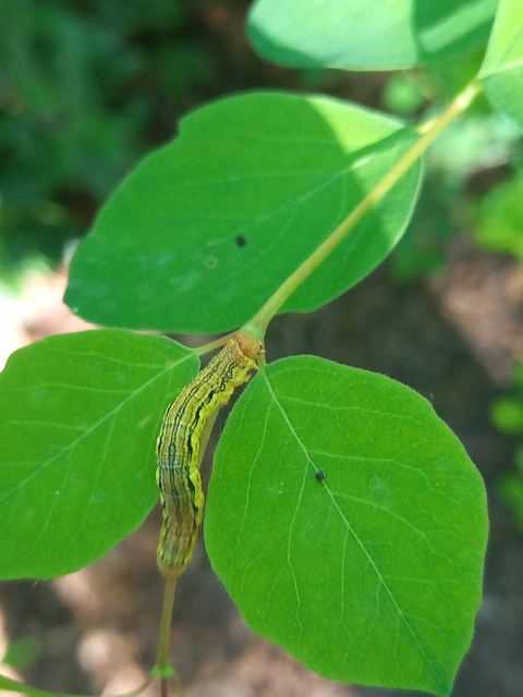 Erannis defoliaria - nagy téliaraszoló
