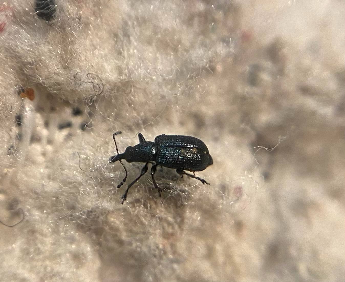 Temnocerus coeruleus - fogacskás törpeeszelény