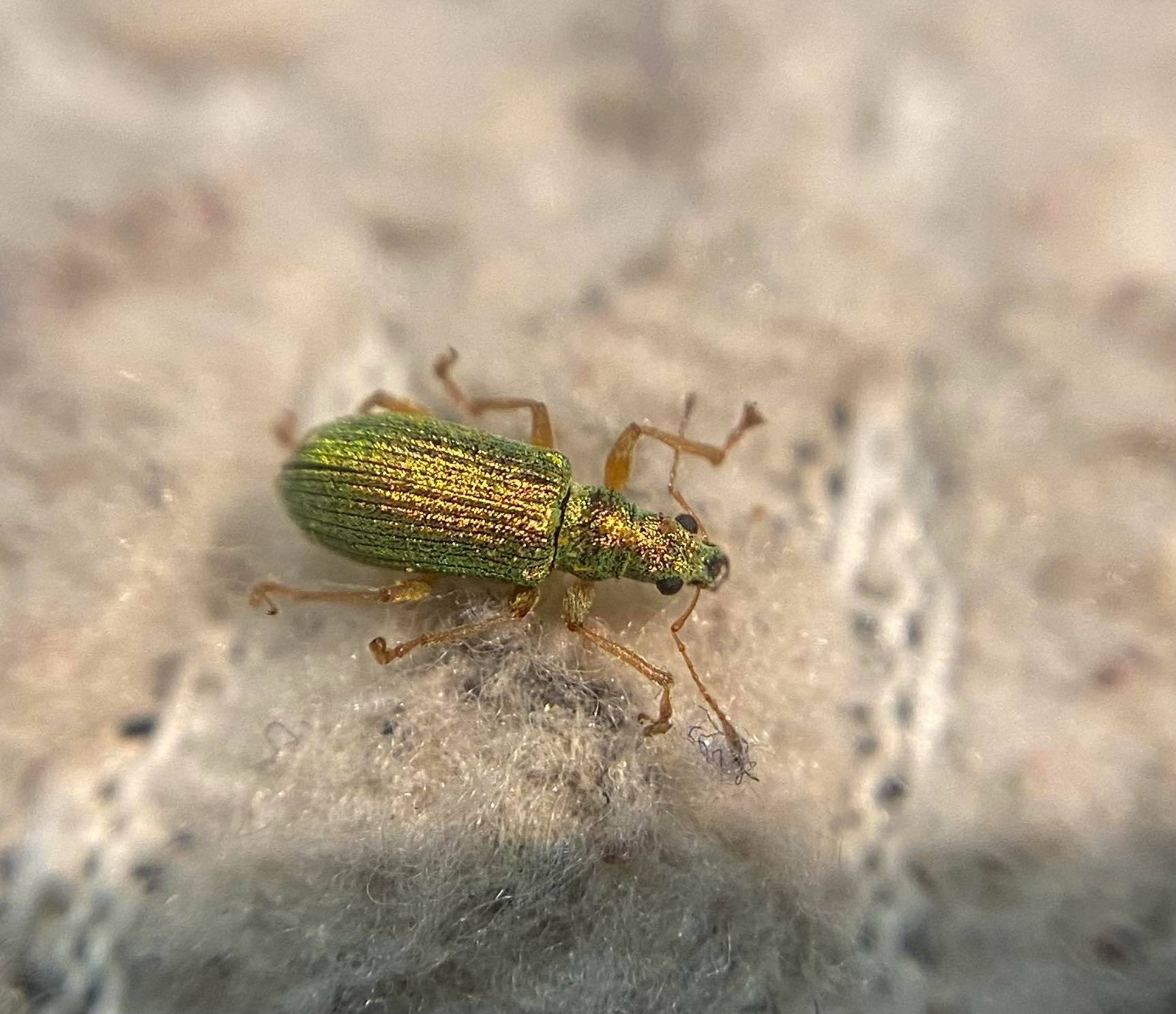 Polydrusus corruscus - kecskefűz-lombormányos