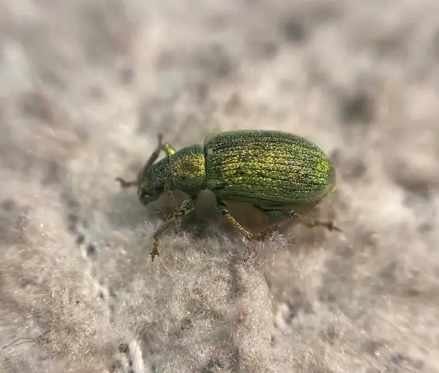 Phyllobius thalassinus - tömpeorrú levélormányos