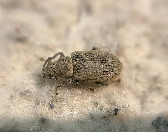 Phyllobius thalassinus - tömpeorrú levélormányos