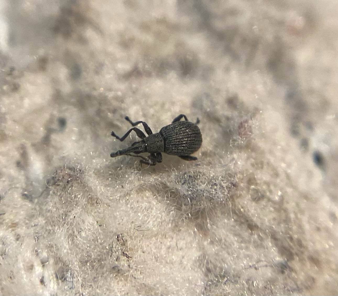 Holotrichapion ononis - szakállas cickányormányos