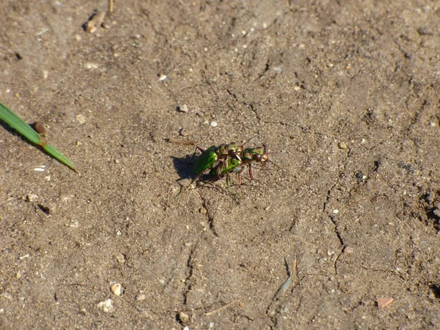 Cicindela campestris - mezei homokfutrinka