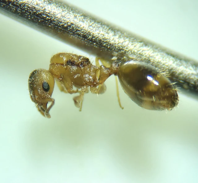 Temnothorax crassispinus - gubacslakó kéreghangya