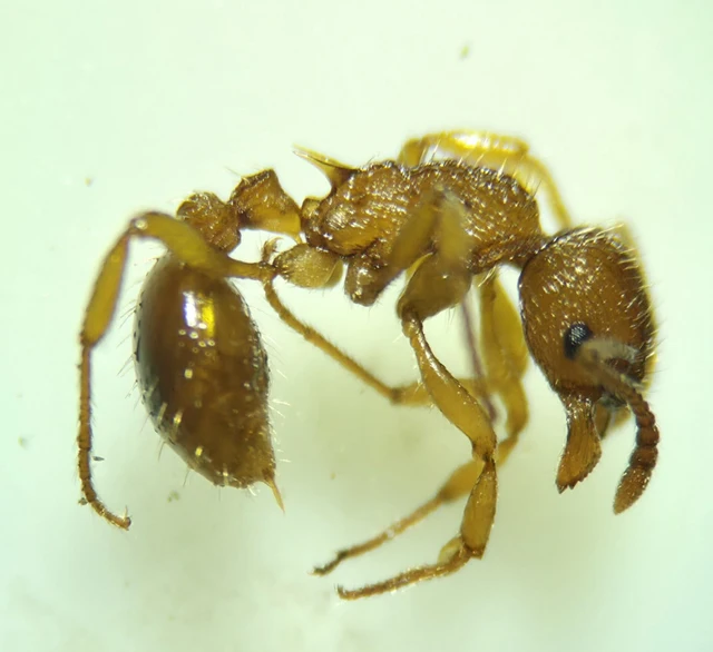 Myrmica specioides - pusztai bütyköshangya