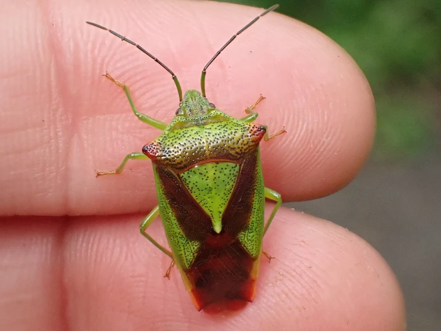 Acanthosoma haemorrhoidale - nagy dajkapoloska Acanthosoma haemorrhoidale - nagy dajkapoloska