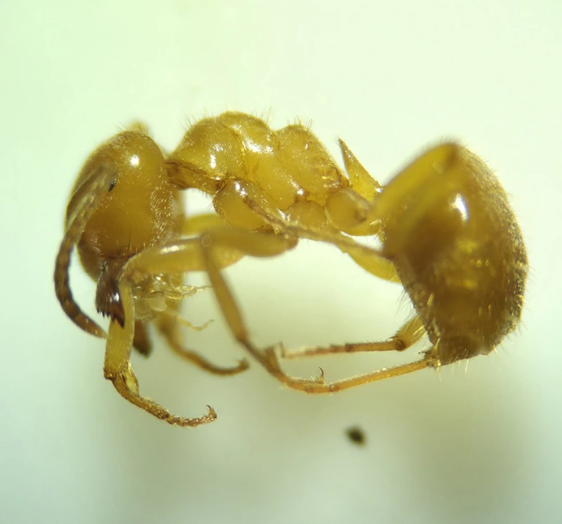 Lasius citrinus - citromszagú borostyánhangya