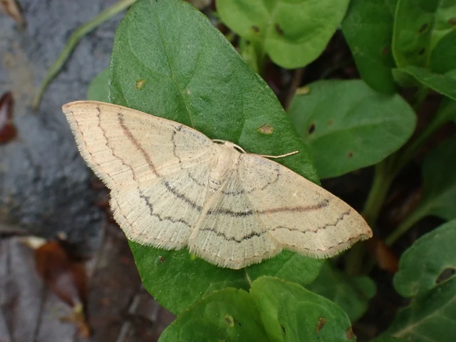 Cyclophora linearia - vonalas pettyesaraszoló
