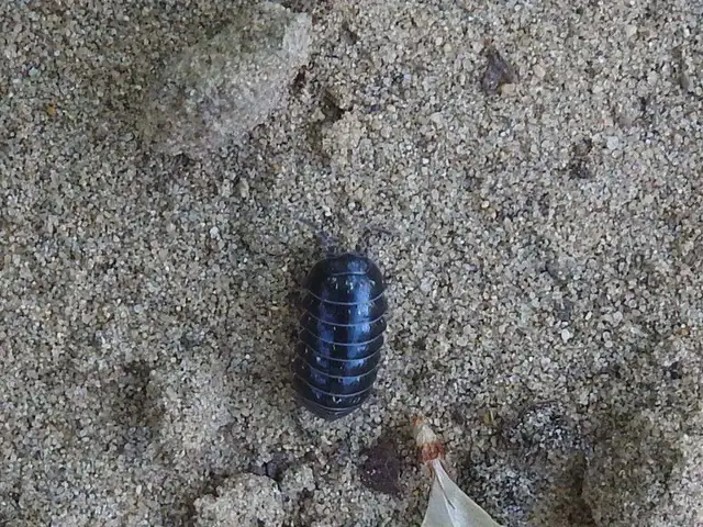 Isopoda - Ászkarákok