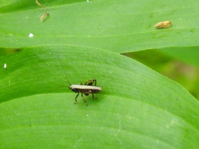 Pholidoptera griseoaptera - szürke avarszöcske