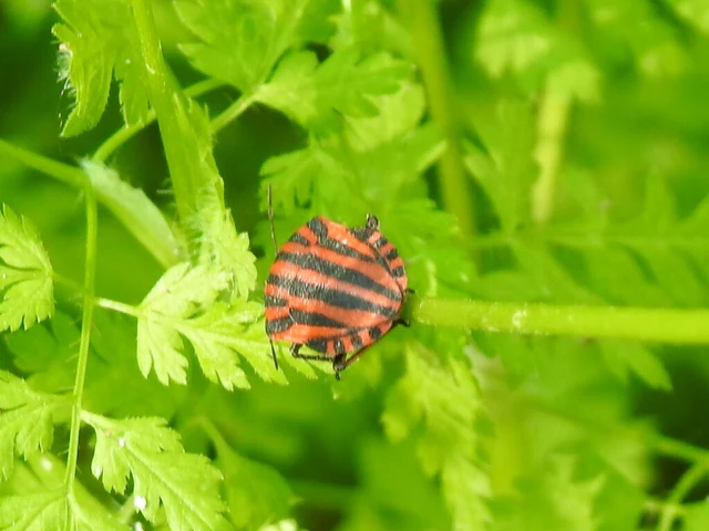 Graphosoma italicum - csíkos pajzsospoloska