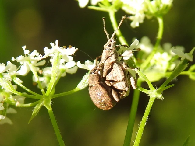 Peritelus familiaris - nagy kendermagbogár
