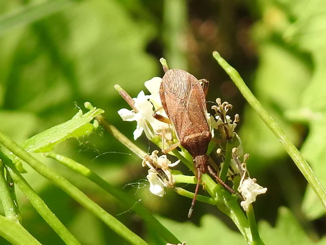 Ceraleptus lividus