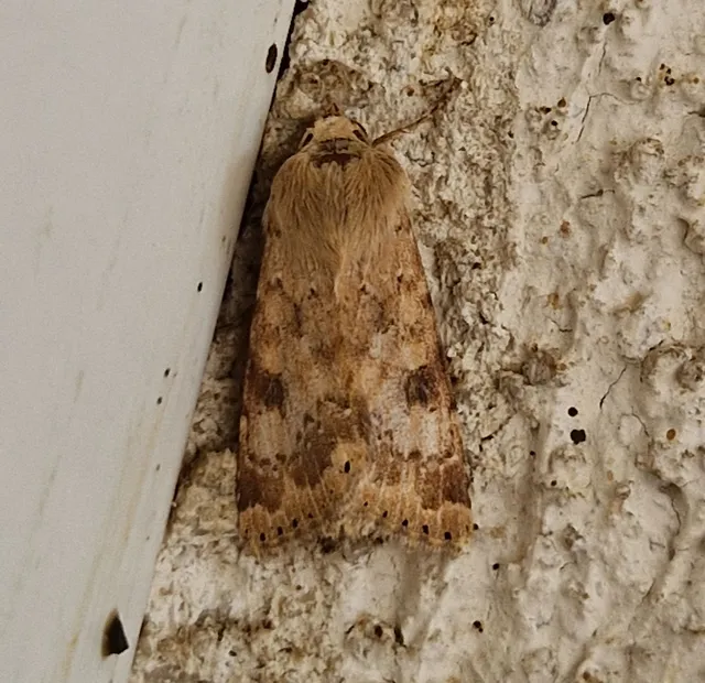 Heliothis nubigera - mozaikos veteménybagoly