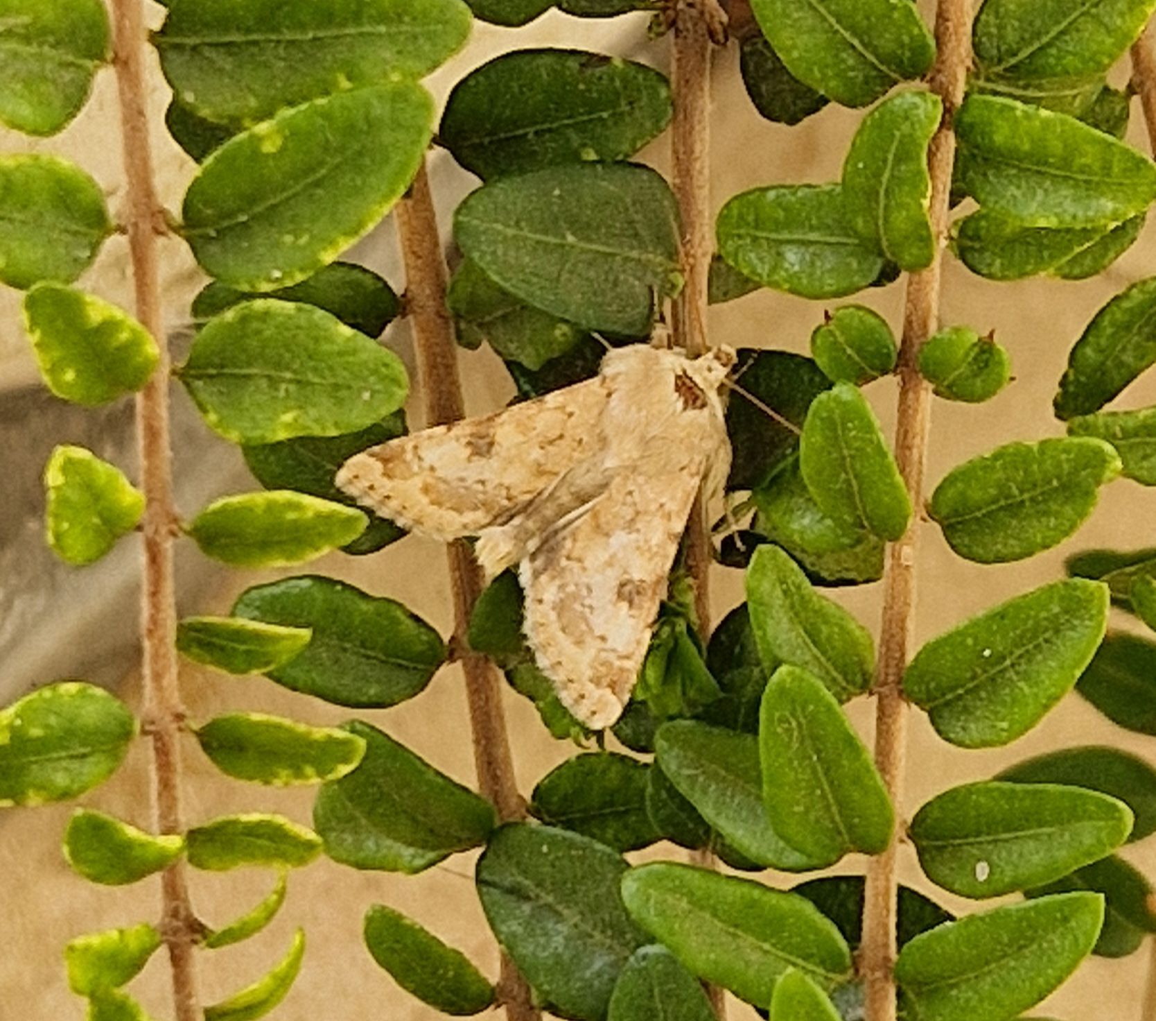 Heliothis nubigera - mozaikos veteménybagoly