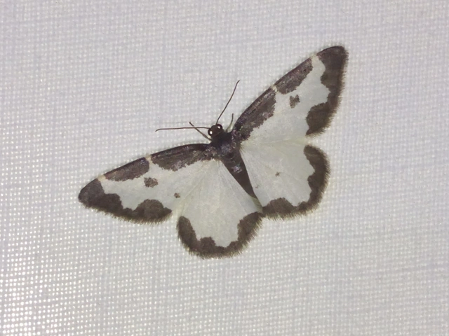 Lomaspilis marginata - szegélyes nyárfaaraszoló Lomaspilis marginata - szegélyes nyárfaaraszoló