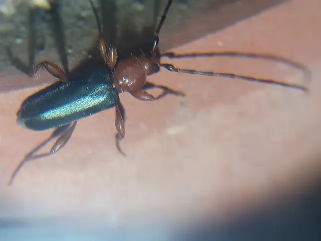 Phymatodes testaceus - változékony korongcincér