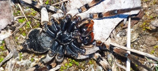Geolycosa vultuosa - pokoli cselőpók
