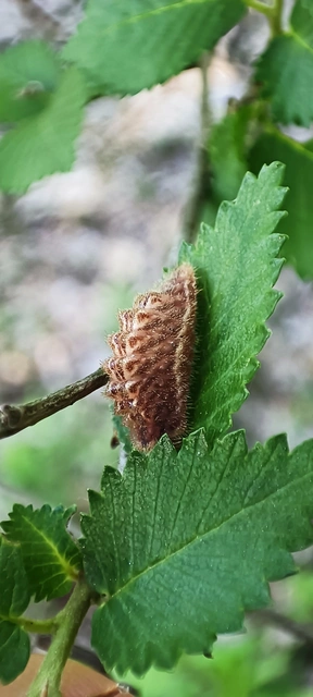 Satyrium w-album - szilfa-csücsköslepke