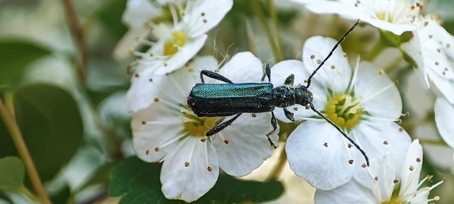 Callimus angulatus - zöld tölgycincér