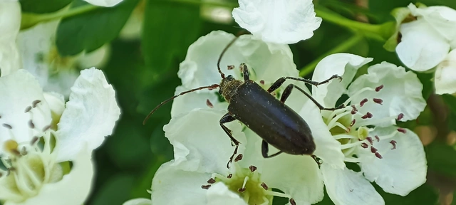 Cortodera humeralis - négyfoltos cserjecincér