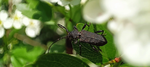 Ropalopus macropus - kis facincér Ropalopus macropus - kis facincér