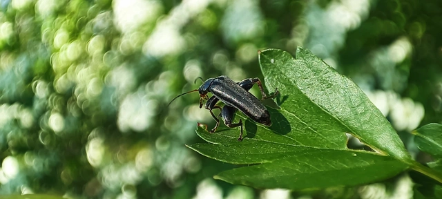 Osphya bipunctata - kétalakú komorka