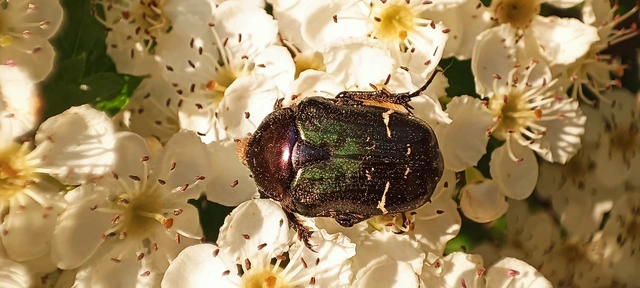 Cetonia aurata - aranyos virágbogár