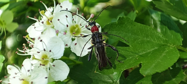 Callimoxys gracilis - frakkos cincér