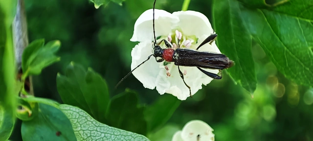 Callimoxys gracilis - frakkos cincér